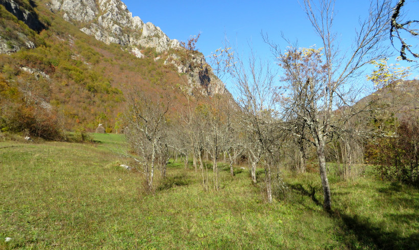 Permakultur-Projekt in Bosnien; 2. Zwetschgen-Bäume beschneiden, Hügelbeete anlegen