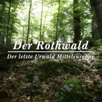 Der letzte Urwald in Mitteleuropa